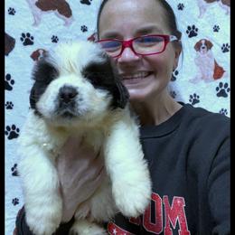 Black Collar - Mahogany and white male Saint Bernard puppy in New Philadelphia, Ohio from Fletchers Saints