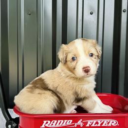 Icy - Red merle female Australian Shepherd puppy in Texas from Legendary Canines