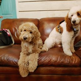 Goldendoodle and Poodle Puppies from Ninnie's Doodles