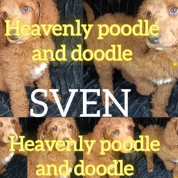Sven - Red  male Poodle puppy in Lancaster, California from Heavenly poodle and doodle