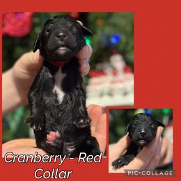 Cranberry - Parti female Goldendoodle puppy in Howard City, Michigan from Doodles and Chaos