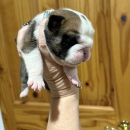 Girl 2 - Red and white female Bulldog puppy in Wolf Creek, Oregon from Dejah Bleu Bulldogs