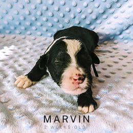 Sheepadoodle Puppies from Blue Spruce Doodles