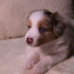 Miniature Australian Shepherds from West coast mini aussies