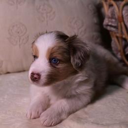 Miniature Australian Shepherds from West coast mini aussies