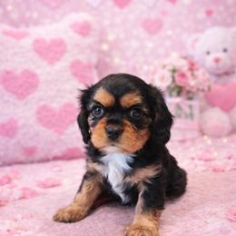 Gus - Black and tan male Cavalier King Charles Spaniel puppy in London, Arkansas from Frosty’s Cavaliers