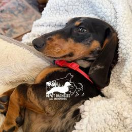 Albus - Dachshund