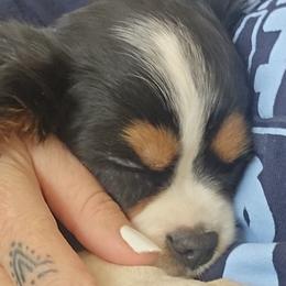 Cavalier King Charles Spaniels and Shetland Sheepdogs from Willow Rayne shelties and more