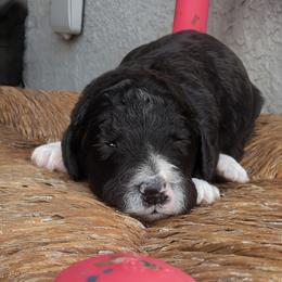 Moon (Bear) - Black and white female Aussiedoodle puppy in Tucson, Arizona from Ever After Doodles Arizona
