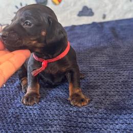 Christopher Robin - Black and tan male Dachshund puppy in Turlock, California from Dandelion Dachshund