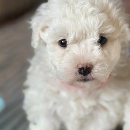 Bichon Frise Puppies from Bichon Heaven