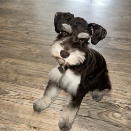 Miniature Schnauzer All Grown Up from Regency Schnauzer