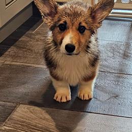 Pop - Sable male Pembroke Welsh Corgi puppy in Kiowa, Colorado from Cool Water Corgis LLC