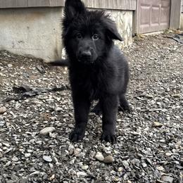 Gamora - Black female German Shepherd puppy in Garland, Maine from Vom Schön Traumhund
