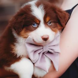 Ireland - Red tri-color female Australian Shepherd puppy in Austin, Texas from Sweetwater Australian Shepherds