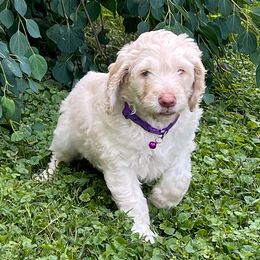 Goldendoodle Puppies from Sunnyside Botanical