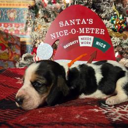 Salvadore 2700.00 - Black brown and white male Basset Hound puppy in Denison, Texas from Emma Lou's Baby Bassets