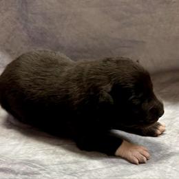 Matt - Black tri-color male Australian Shepherd puppy in Mount Vernon, Texas from RJ's Aussie Posse