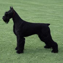 Giant Schnauzer puppies from Almost Heaven Giants