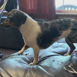 Dachshunds from Monicas Mini Dachshunds