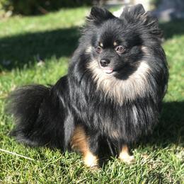 Pomeranians from SuperNova  & Mystic Magic Pomeranians