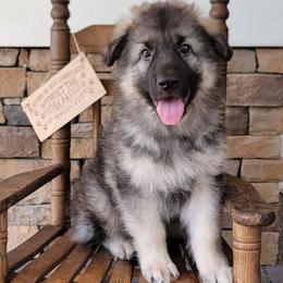 Tiger - Black and silver male Shiloh Shepherd puppy in Plant City, Florida from Look Up Shilohs