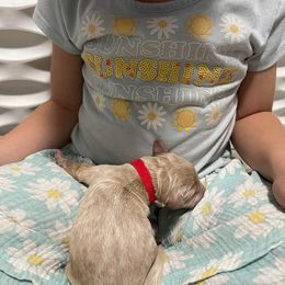 Goldendoodle Puppies from U Need A Doodle