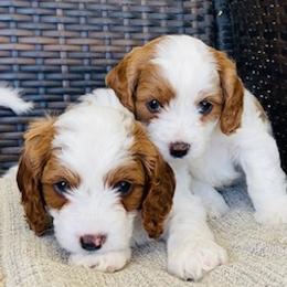 Bernedoodles, Cavapoos, and Goldendoodles from Utah Mountain Doodles
