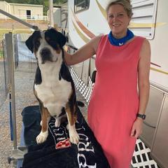 German Shorthaired Pointer and Greater Swiss Mountain Dog All Grown Up from Suma Kennels