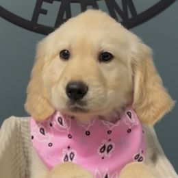 Girl 2 - female Golden Retriever puppy in Seagrove, North Carolina from Willow Oak Farm Golden Retrievers