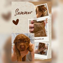 1st Pick - Red  female Goldendoodle puppy in Huntsville, Alabama from Falcon Ridge Doodles