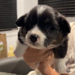 Moose Tracks - Black and tan male American Corgi puppy in Waltham, Maine from Downeast Corgis