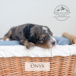 Goldendoodle Puppies from Eagle Mountain Doodles