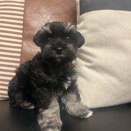 Sarah - Black and silver female Miniature Schnauzer puppy in Cheney, Washington from Rolling Hills Schnauzers