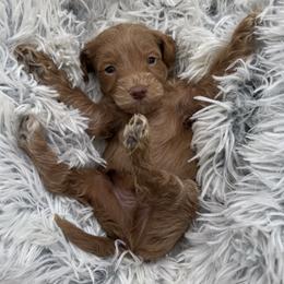 Taz - Apricot male Cavapoo puppy in Hayden, Alabama from Agape Southern Farms