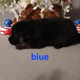 BLUE - Black and red male German Shepherd puppy in Gustavus, Ohio from Cross Kreek Kennels