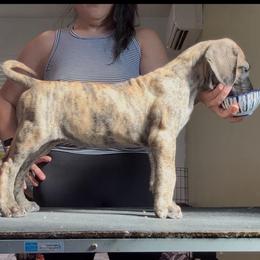 Bellini - Brindle female Great Dane puppy in Marble Falls, Texas from Notorious Great Danes