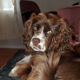 Cocker Spaniels from Sunnyside Kennels