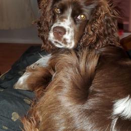 Cocker Spaniels from Sunnyside Kennels