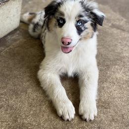 Nova - Blue merle female Miniature American Shepherd puppy in Cocoa, Florida from Cosmic Tides Miniature American Shepherds