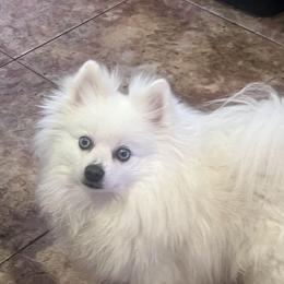 Bunny Blue - White male Pomeranian puppy in Queen Anne's County, Maryland from La Belle Pomeranians
