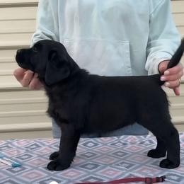 Maroon - Black female Labrador Retriever puppy in Yelm, Washington from Prince Labradors