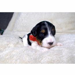 Frosty - Black and white male Bernedoodle puppy in Bowling Green, Ohio from Windy Creek Doodles