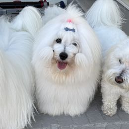 Cotons de Tulear from Musique Cotons