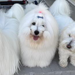 Cotons de Tulear from Musique Cotons