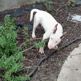 Bull Terriers from Deslynn Bull Terriers