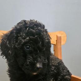 Abby - Parti female Goldendoodle puppy in Kansas City, Missouri from Poppy's Doodles