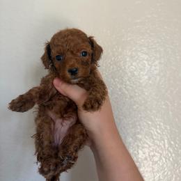 Dory - Red female Cavapoo puppy in Fort Worth, Texas from Aloha Paradise Poodles LLC