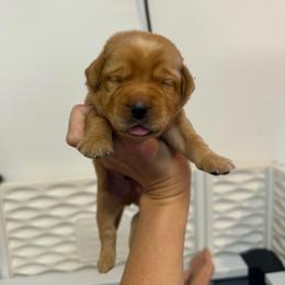Chance Orange Collar - Yellow male Labrador Retriever puppy in Elloree, South Carolina from Moonlight Kennels LLC