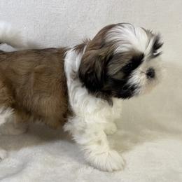 Shih Tzu Puppies from Little Miracles Shih Tzu
